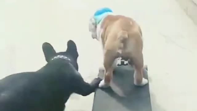 Funny dog