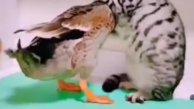 Than a fight