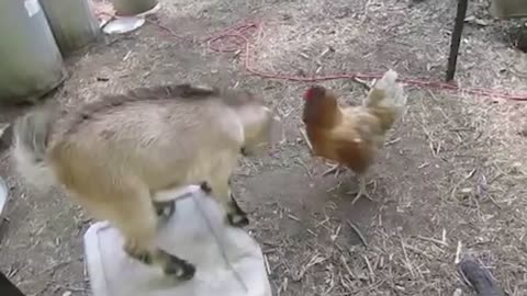 Rooster against goat