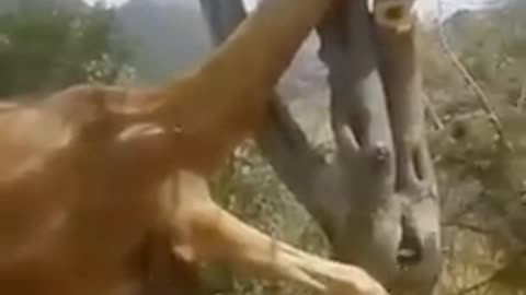 Animal attack