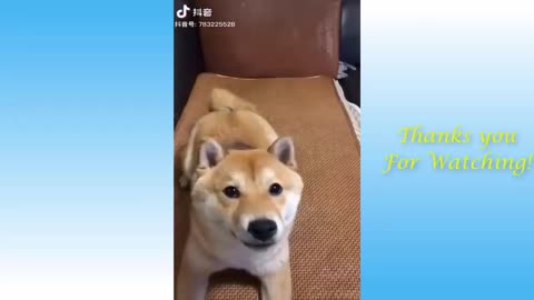 Funny and Lovely Dogs