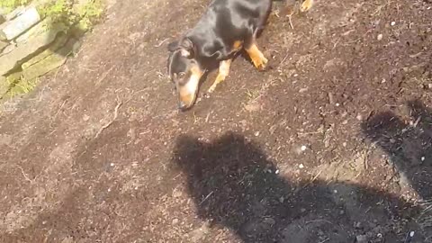 Crazy Cute Dachshund Scared Of Hat