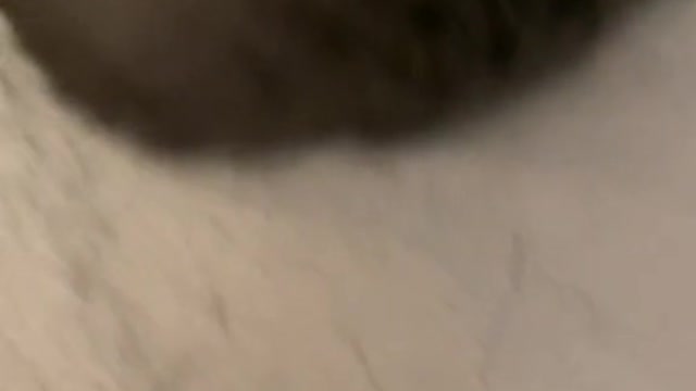 Reaction cat to food 😂😂