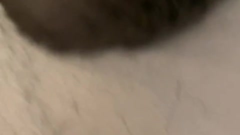 Reaction cat to food 😂😂