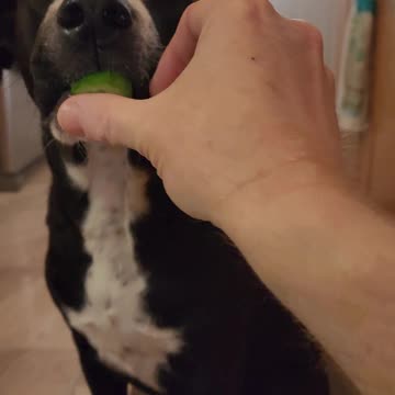 Max Tries Cucumber 🥒