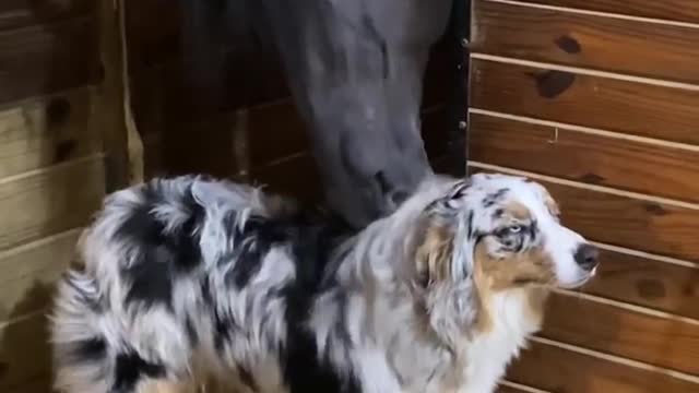 Cute dog 🐕