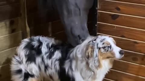 Cute dog 🐕