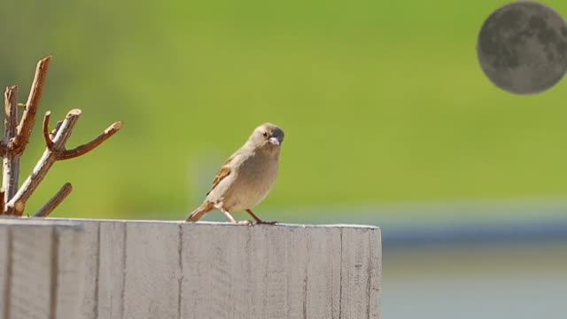 funny sparrow bird