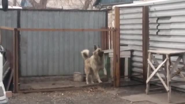 The dog dances better than you