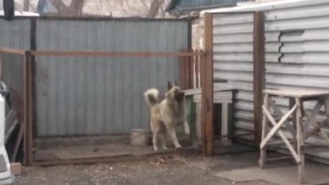 The dog dances better than you