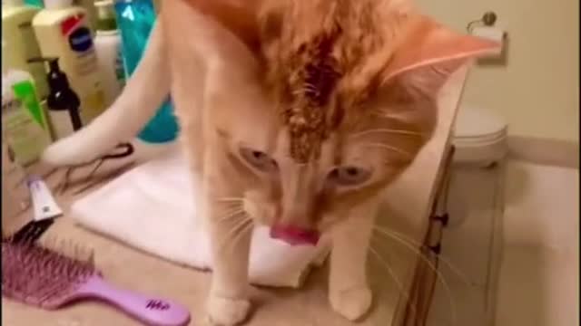 Funny videos of animals part 119