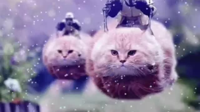 Cute Cat Gif