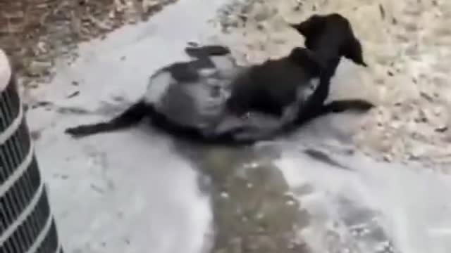 Hungry Dog Stares At Owner’s Food Whilst His Trying To Eat It