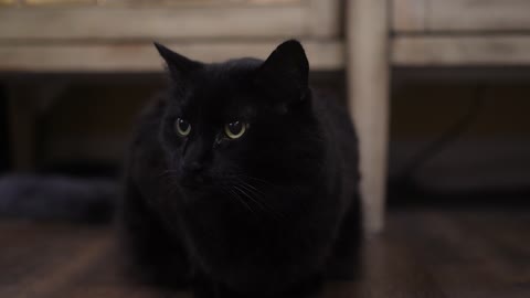 #1 BLACK CAT MY MUNNIES