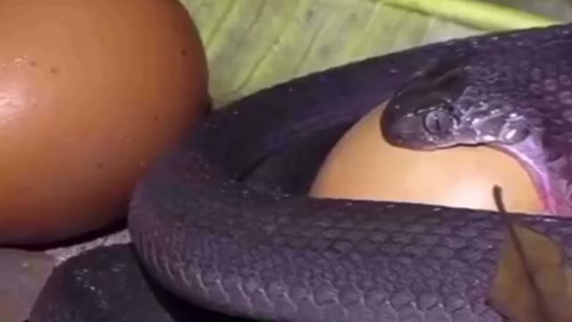 Snake swallowing egg