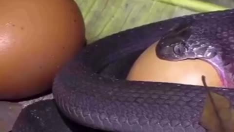 Snake swallowing egg