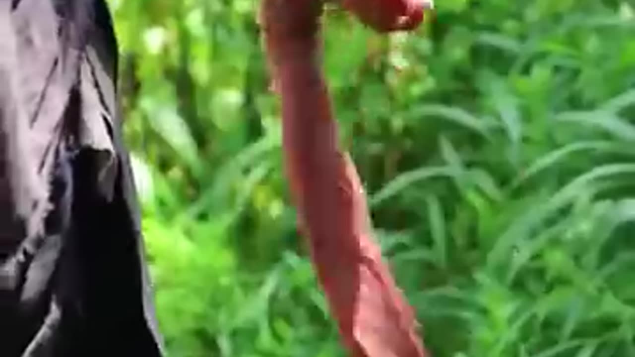 fun short video