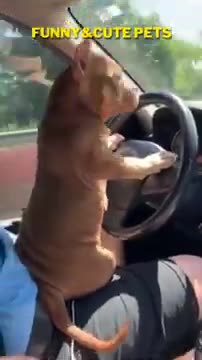 Funniest and cute pet video of dog driving