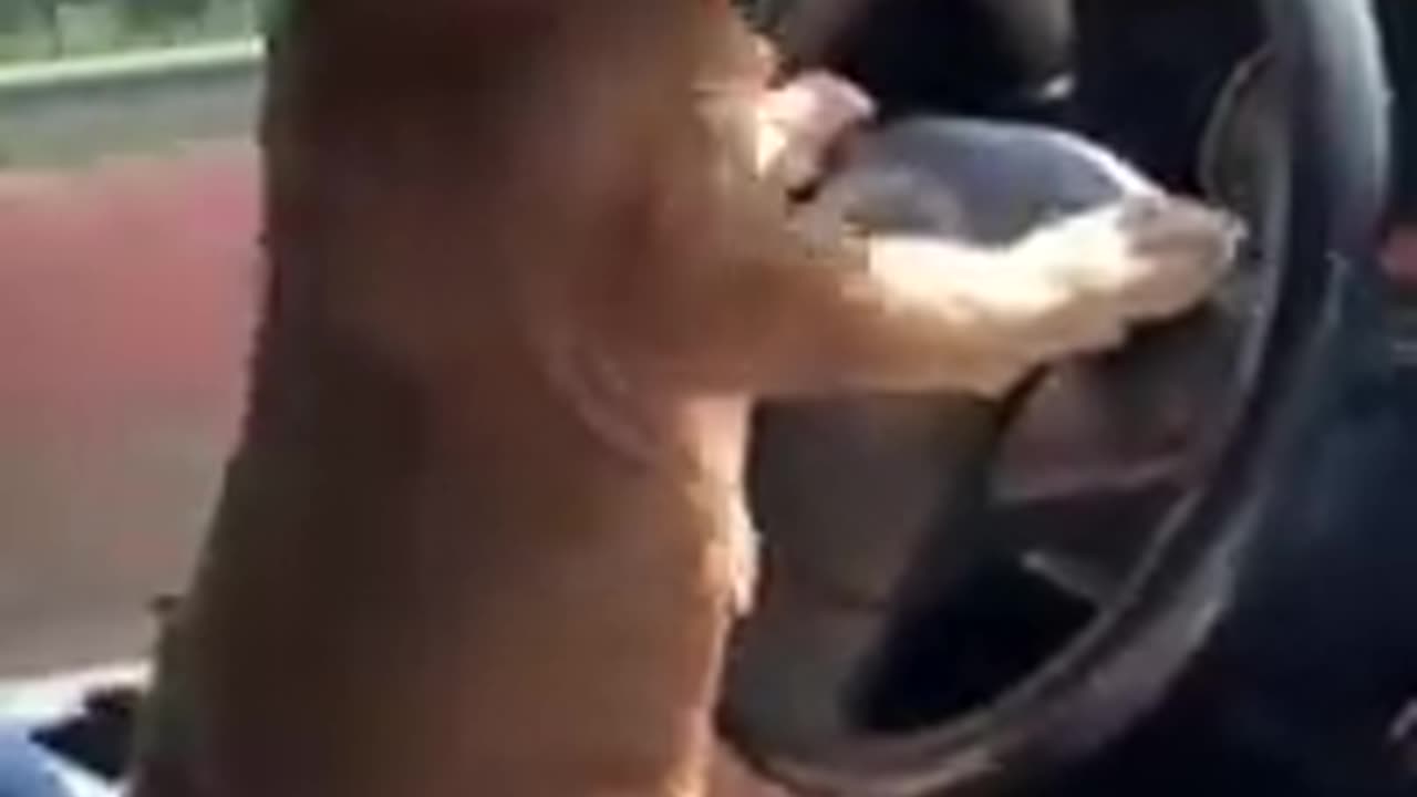 Funniest and cute pet video of dog driving