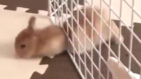 Rabbit escape🤣