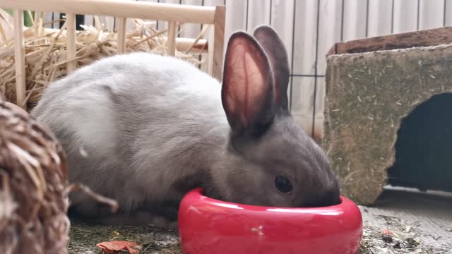 Lovely and pet rabbit eating his food