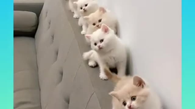 cute cats in a row | BeasT 247