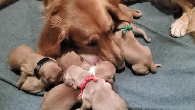 Golden retriever puppies 🐶