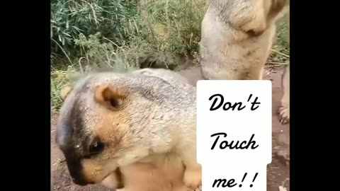 Don't Touch Me !!!!