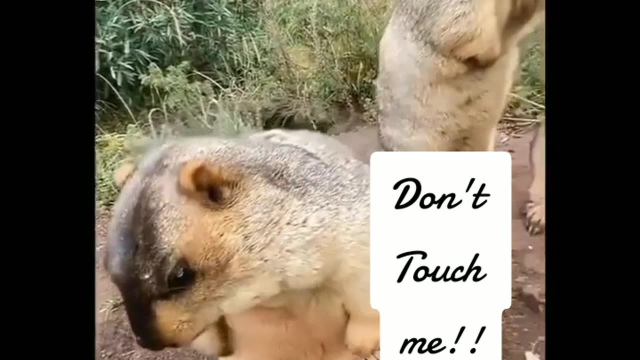 Don't Touch Me !!!!