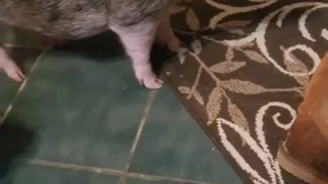 Ark of Grace: NOBLE THE MINI PIG VS THE CHEERIO BOX!