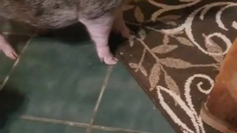Ark of Grace: NOBLE THE MINI PIG VS THE CHEERIO BOX!