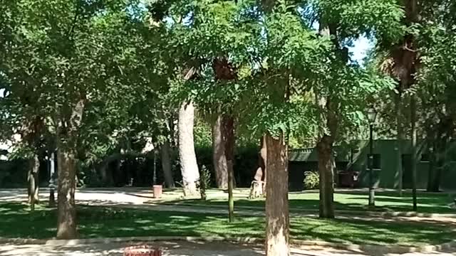 picnic in the garden