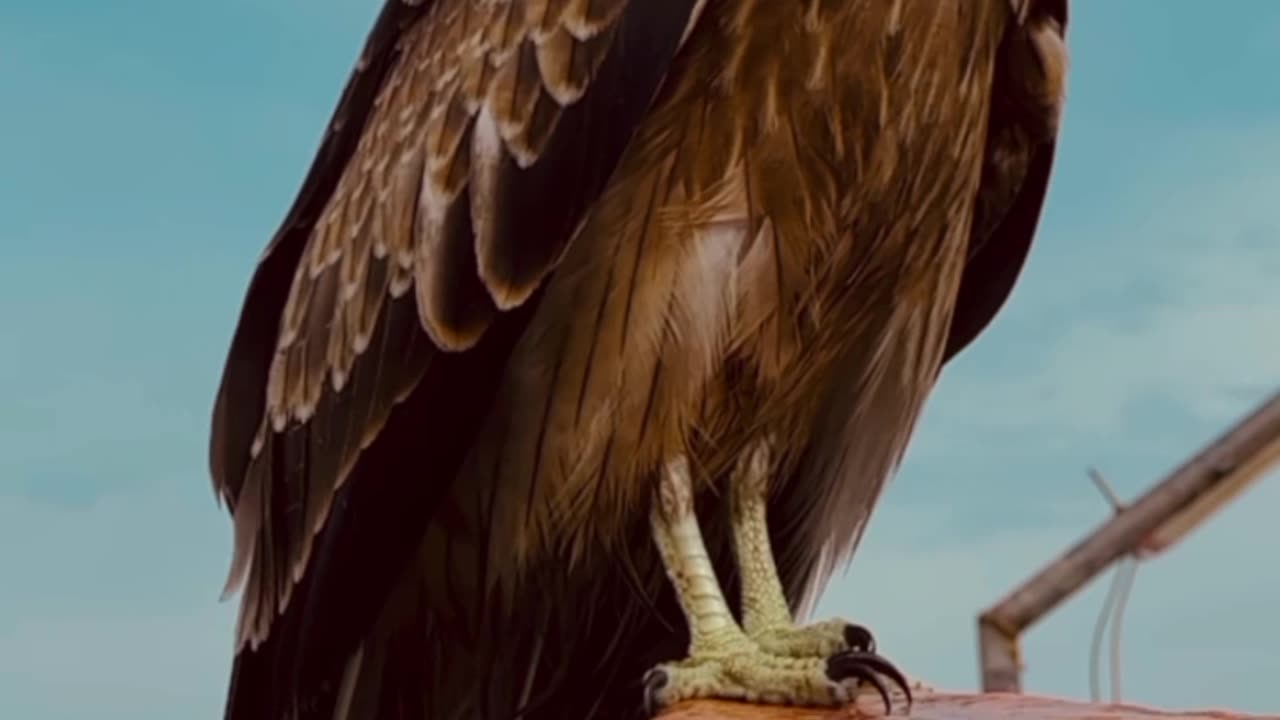 Eagle