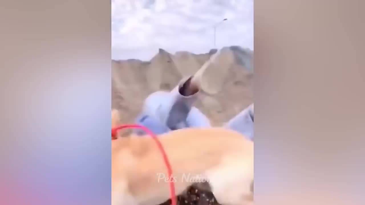 Try Not To Laugh 😂 Funniest Cats and Dogs 2023 😺🐶 Part 1 _ Pets Nation