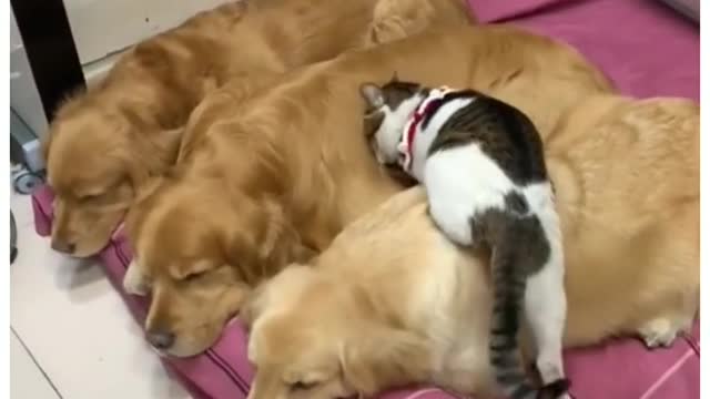 funny pets videos