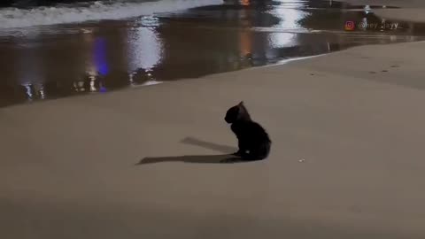 Motivition cat alone