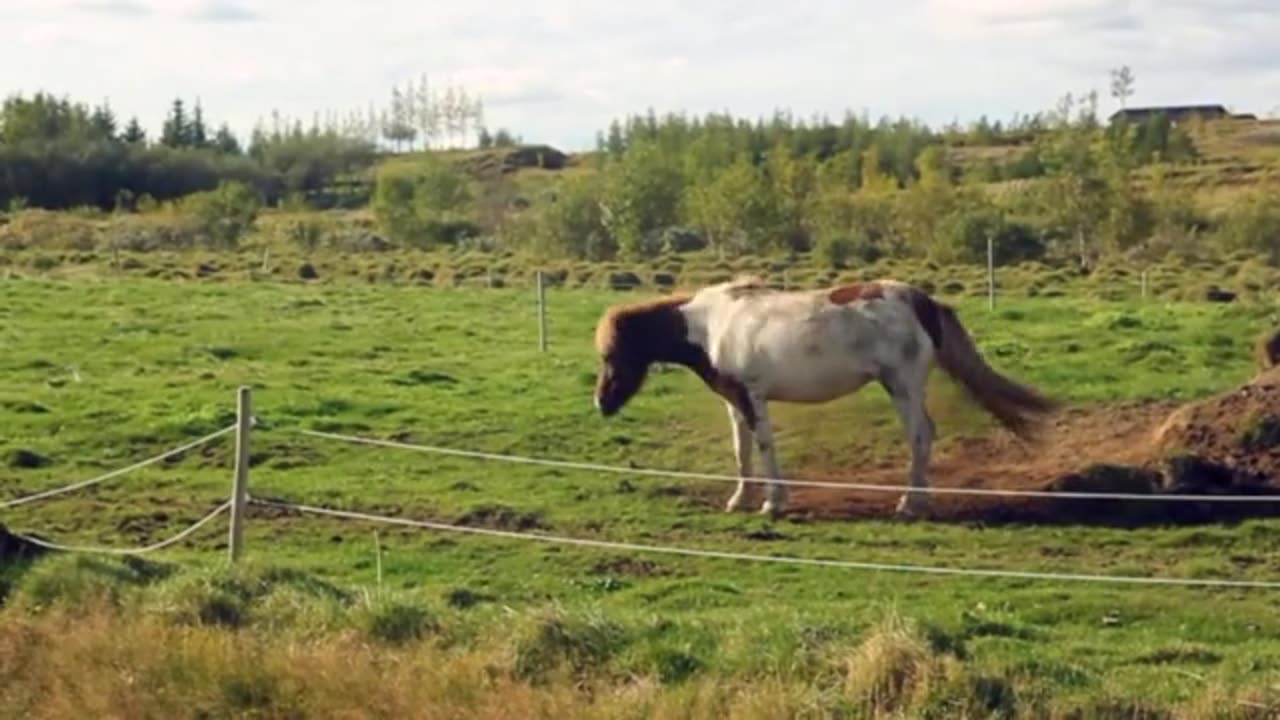 Funny Rolling Horse Farm