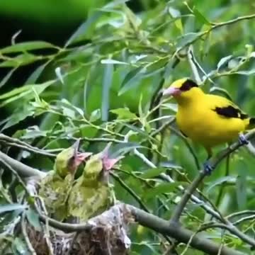 Wild bird life in nature