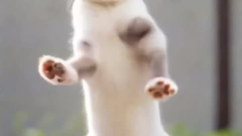 Funny cat, cat, cat video