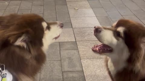 Malamutes Sing Along With Passing Ambulance