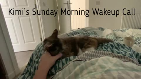 If You Don’t Have A Cat, This Is Your Sunday Morning Wake Up Call