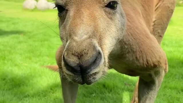 kangaroos