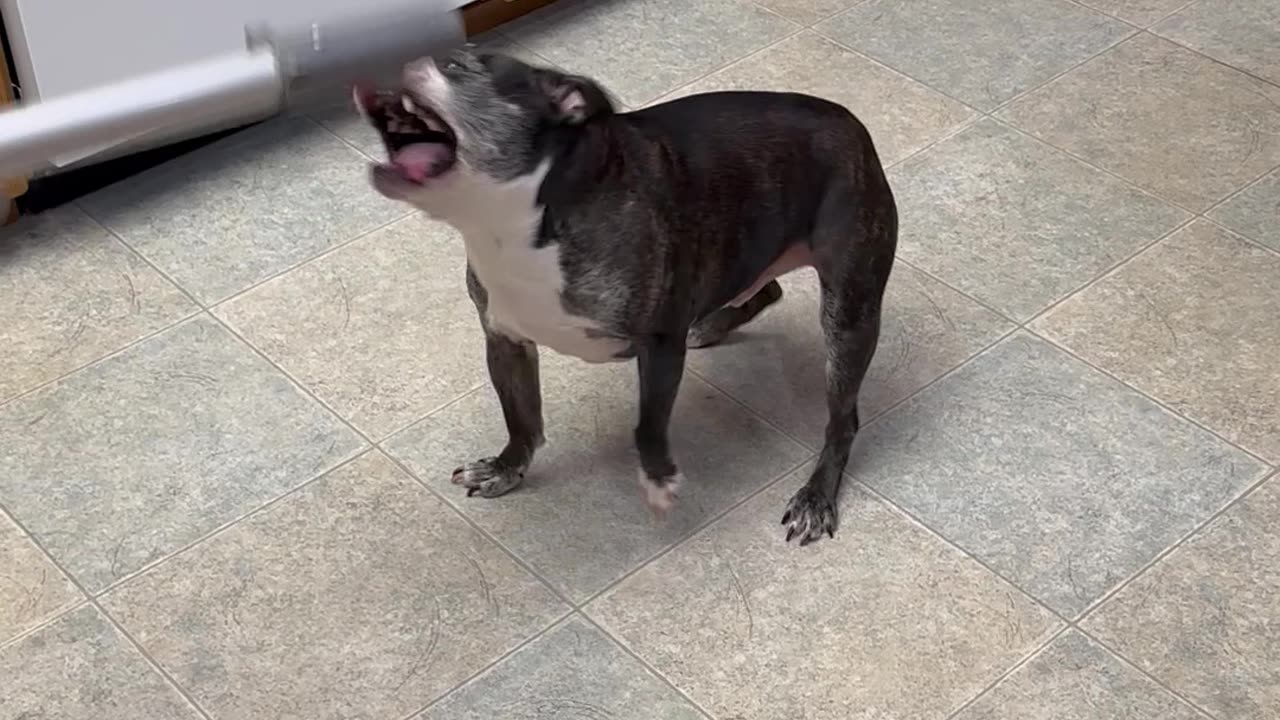 Boston Atticus Attacks Vacuum Hose