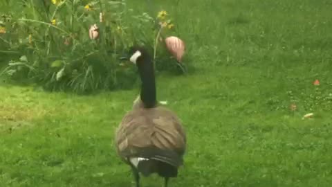 Canada goose domesticated amazing