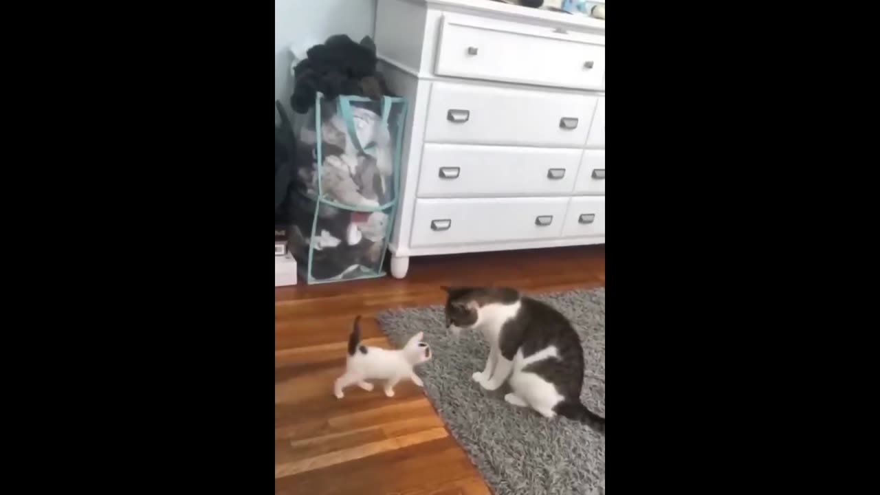 funny cat