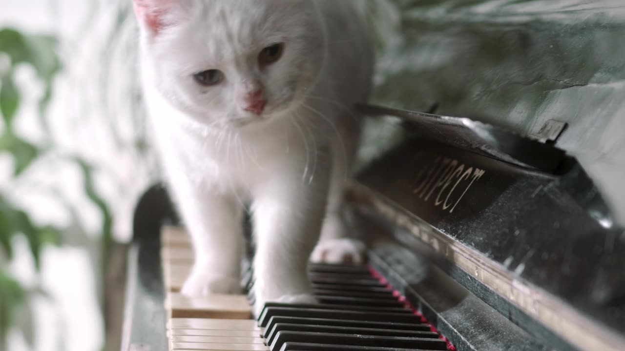 Cute cat Piano