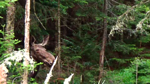 Beautiful Moose