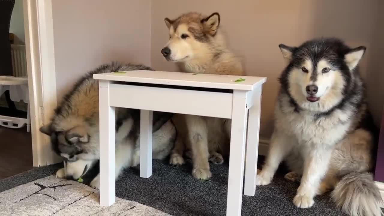 Dogs Review Food | Malamute Taste Test!-11