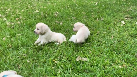 Pups in Evan's yard