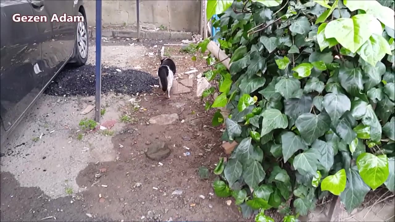 Street Cats meowing and talking - very loudly │ Cute cat videos